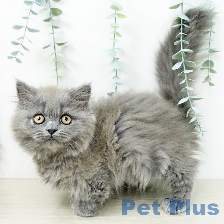 埼玉県のマンチカン (ペットプラス 与野店/2025年8月6日生まれ/女の子/ブルー)の子猫の1枚目の画像