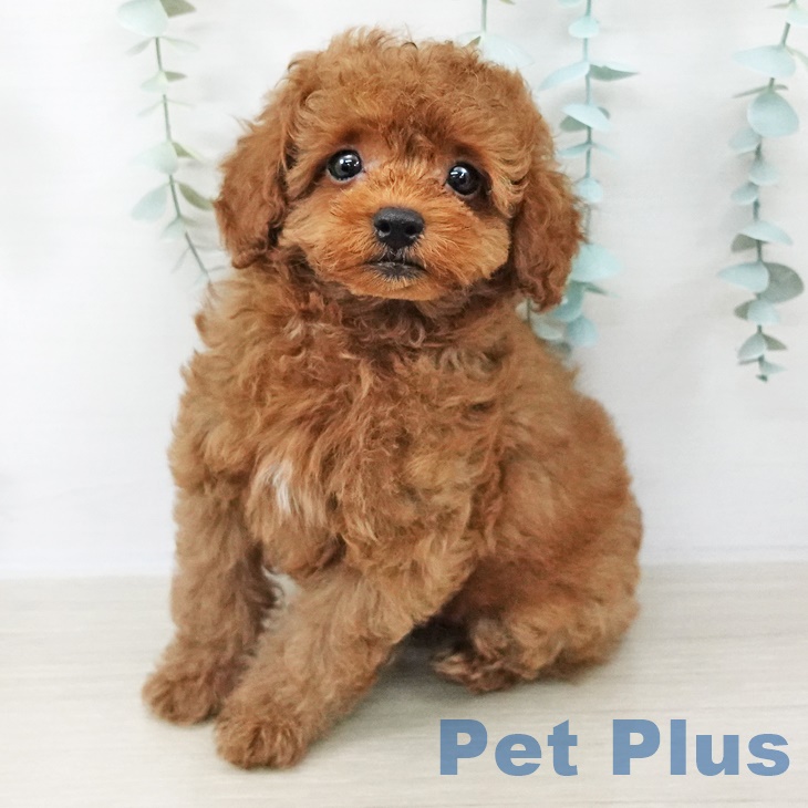 山梨県のトイプードル(トイ) (ペットプラス 甲府昭和店/2025年8月31日生まれ/男の子/レッドフォーン)の子犬の1枚目の画像