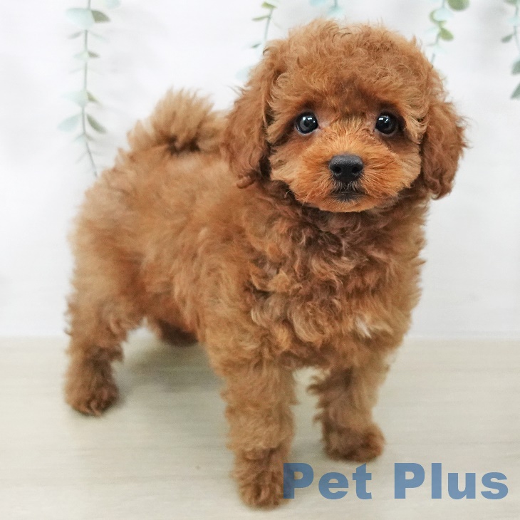 山梨県のトイプードル(トイ) (ペットプラス 甲府昭和店/2025年8月31日生まれ/男の子/レッドフォーン)の子犬の2枚目の画像