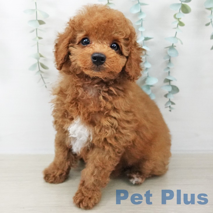 山梨県のトイプードル(トイ) (ペットプラス 甲府国母店/2025年8月31日生まれ/男の子/レッドフォーンホワイト)の子犬の1枚目の画像