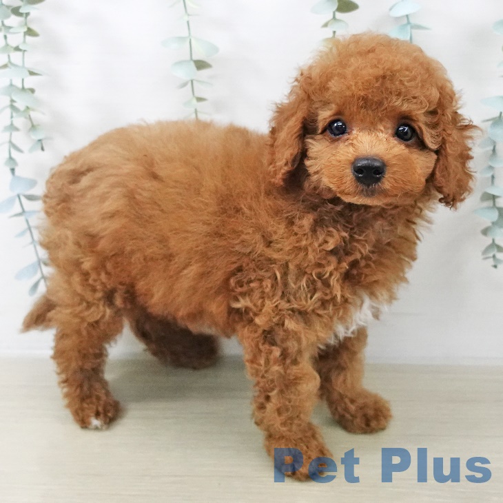 山梨県のトイプードル(トイ) (ペットプラス 甲府国母店/2025年8月31日生まれ/男の子/レッドフォーンホワイト)の子犬の2枚目の画像