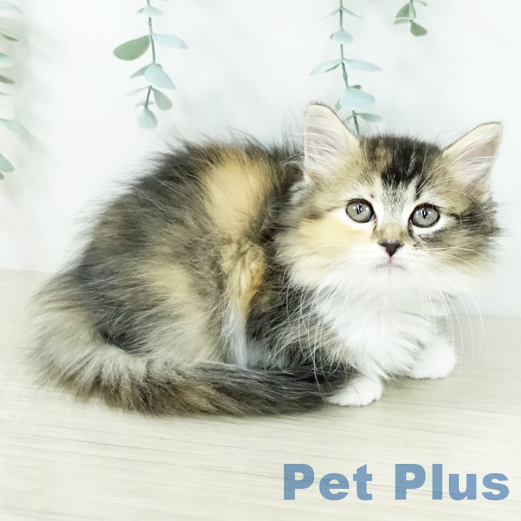 東京都のラガマフィン (ペットプラス 板橋店/2025年8月29日生まれ/女の子/ブラウンパッチドタビーホワイト)の子猫の1枚目の画像