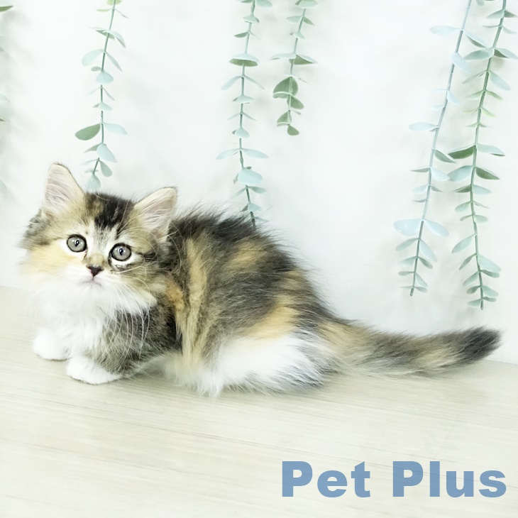 東京都のラガマフィン (ペットプラス 板橋店/2025年8月29日生まれ/女の子/ブラウンパッチドタビーホワイト)の子猫の2枚目の画像