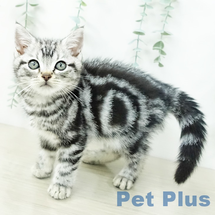 東京都のアメリカンショートヘアー (ペットプラス アクアシティお台場店/2025年8月22日生まれ/男の子/シルバータビー)の子猫の1枚目の画像