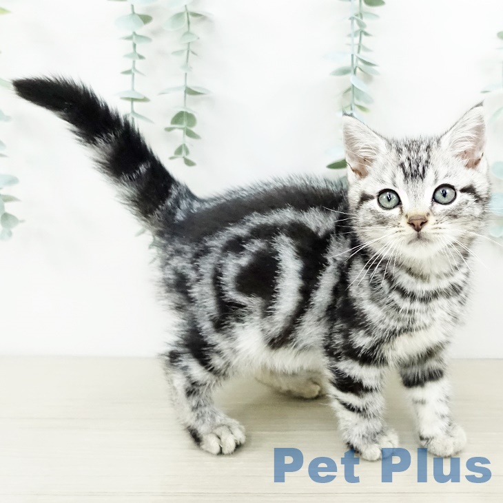 東京都のアメリカンショートヘアー (ペットプラス アクアシティお台場店/2025年8月22日生まれ/男の子/シルバータビー)の子猫の2枚目の画像