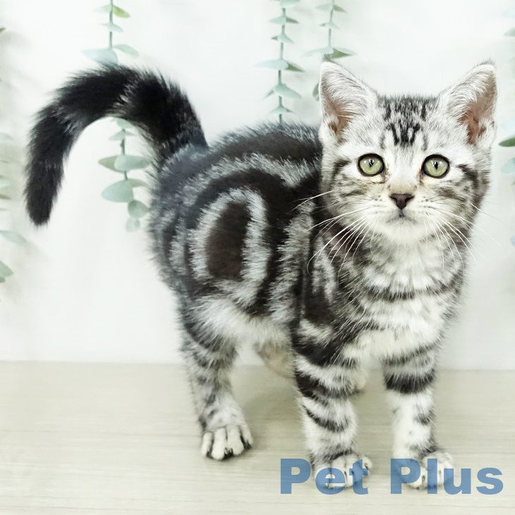 アメリカンショートヘア