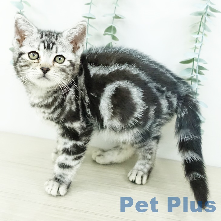 アメリカンショートヘアの写真2