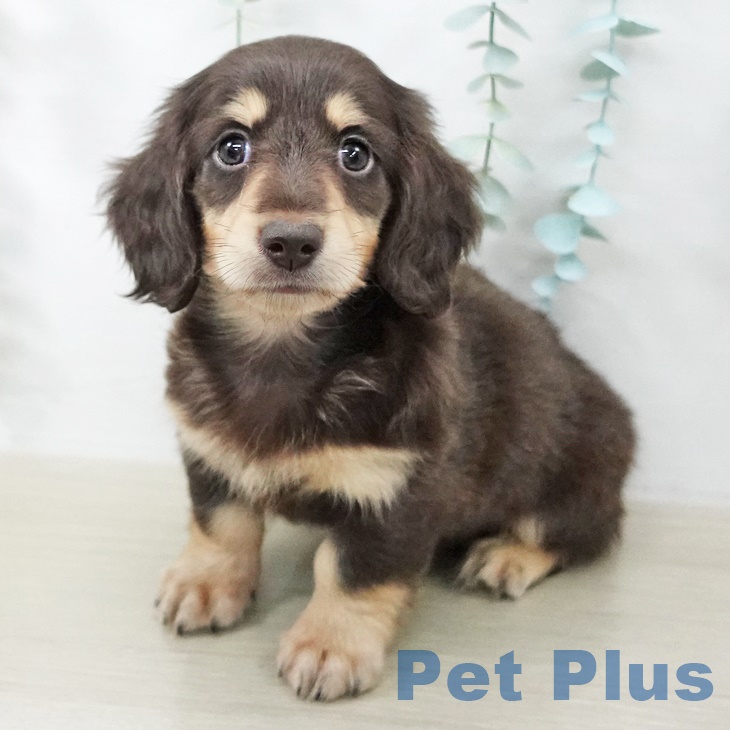 千葉県のミニチュアダックスフンド(ロング) (ペットプラス 八千代緑が丘店/2025年9月1日生まれ/男の子/チョコレートタン)の子犬の1枚目の画像