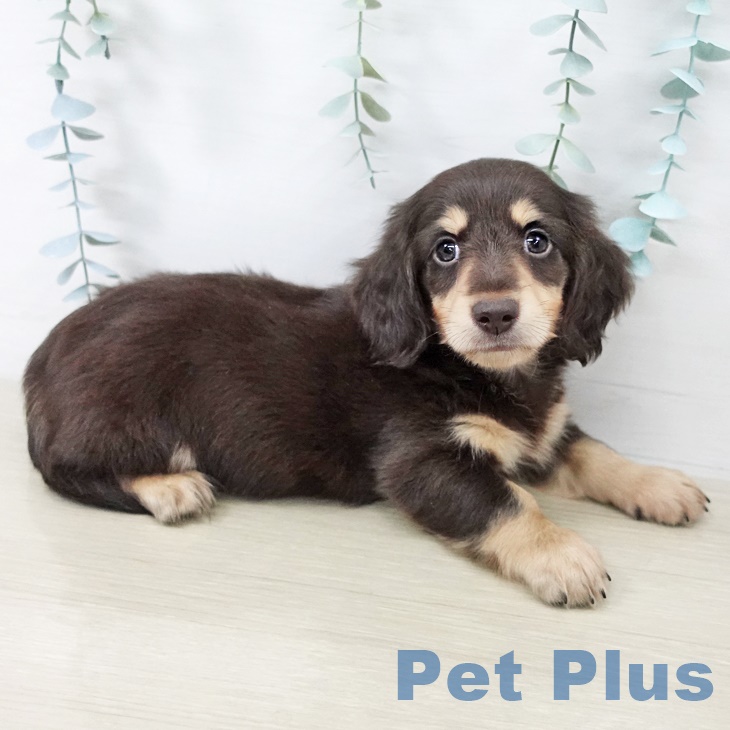 千葉県のミニチュアダックスフンド(ロング) (ペットプラス 八千代緑が丘店/2025年9月1日生まれ/男の子/チョコレートタン)の子犬の2枚目の画像