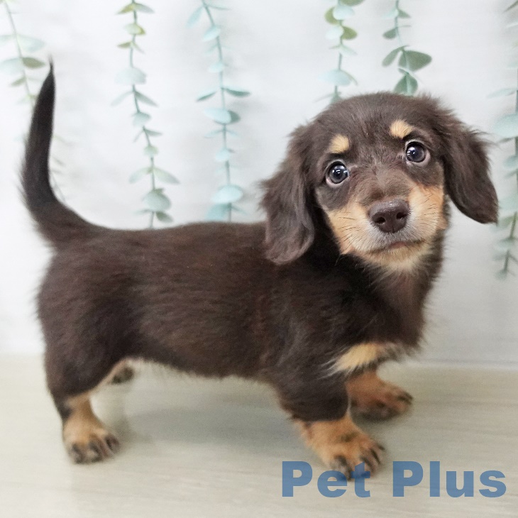 東京都のミニチュアダックスフンド(ロング) (ペットプラス 東久留米店/2025年9月1日生まれ/女の子/チョコレートタン)の子犬の1枚目の画像