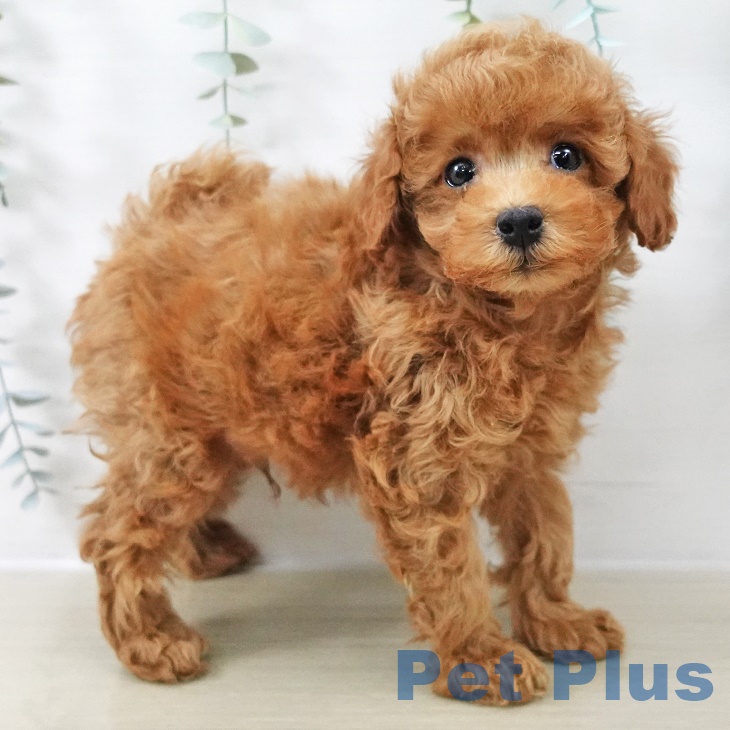 千葉県のトイプードル(トイ) (ペットプラス 成田店/2025年9月2日生まれ/男の子/アプリコット)の子犬の1枚目の画像
