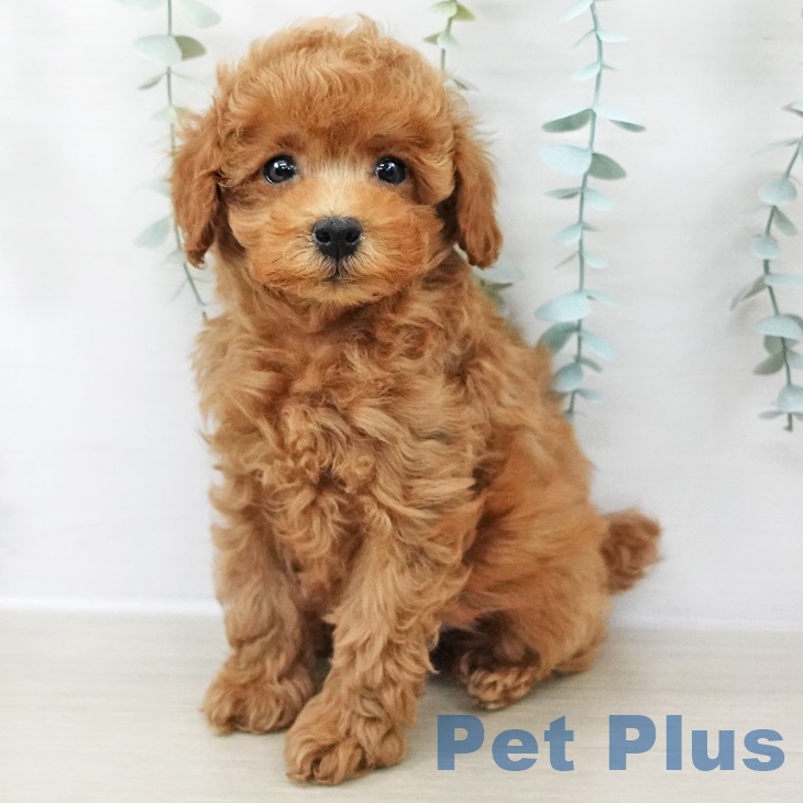 千葉県のトイプードル(トイ) (ペットプラス 成田店/2025年9月2日生まれ/男の子/アプリコット)の子犬の2枚目の画像