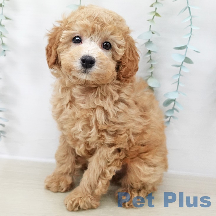 埼玉県のトイプードル(トイ) (ペットプラス イオンモール春日部店/2025年9月2日生まれ/男の子/アプリコット)の子犬の1枚目の画像