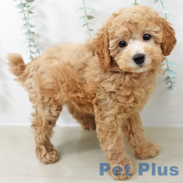 埼玉県のトイプードル(トイ) (ペットプラス イオンモール春日部店/2025年9月2日生まれ/男の子/アプリコット)の子犬の2枚目の画像