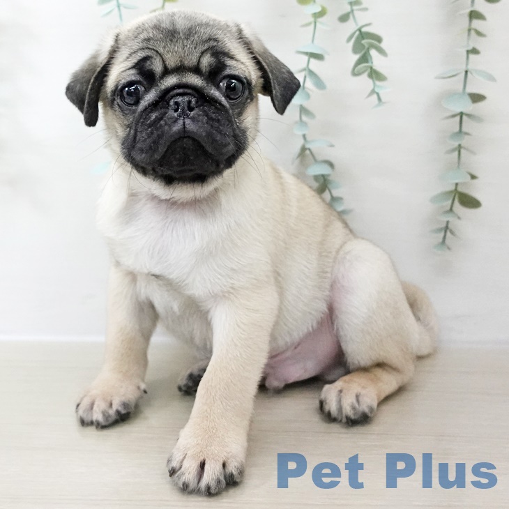 福島県のパグ (ペットプラス 福島店/2025年8月29日生まれ/男の子/フォーン)の子犬の1枚目の画像