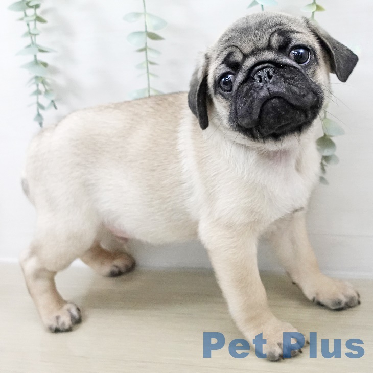 福島県のパグ (ペットプラス 福島店/2025年8月29日生まれ/男の子/フォーン)の子犬の2枚目の画像