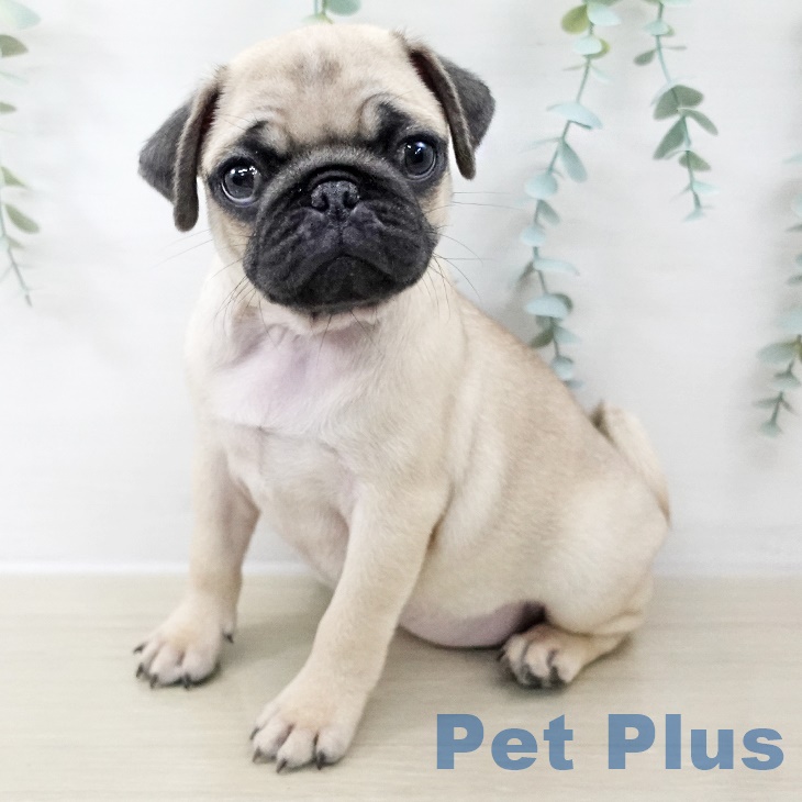 千葉県のパグ (ペットプラス 幕張新都心店/2025年8月29日生まれ/女の子/フォーン)の子犬の1枚目の画像