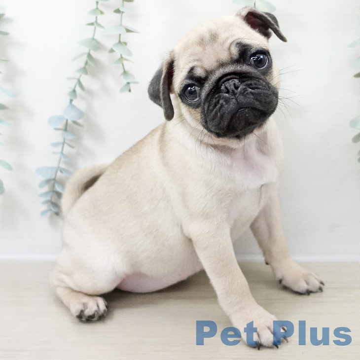 千葉県のパグ (ペットプラス 幕張新都心店/2025年8月29日生まれ/女の子/フォーン)の子犬の2枚目の画像