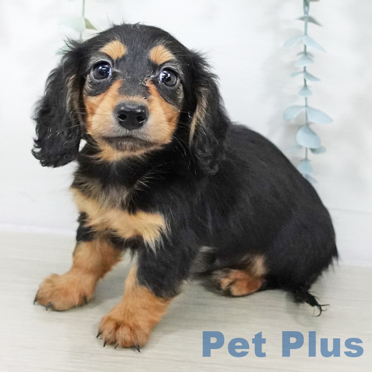 茨城県のカニンヘンダックスフンド(ロング) (ペットプラス つくば店/2025年9月1日生まれ/男の子/ブラックタン)の子犬の1枚目の画像