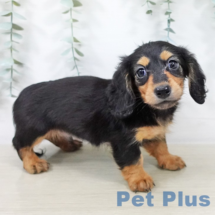茨城県のカニンヘンダックスフンド(ロング) (ペットプラス つくば店/2025年9月1日生まれ/男の子/ブラックタン)の子犬の2枚目の画像