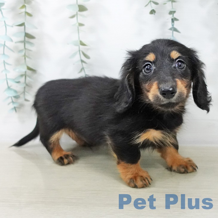 群馬県のカニンヘンダックスフンド(ロング) (ペットプラス イオンモール太田店/2025年9月1日生まれ/男の子/ブラックタン)の子犬の1枚目の画像