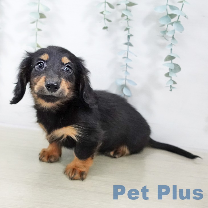 群馬県のカニンヘンダックスフンド(ロング) (ペットプラス イオンモール太田店/2025年9月1日生まれ/男の子/ブラックタン)の子犬の2枚目の画像