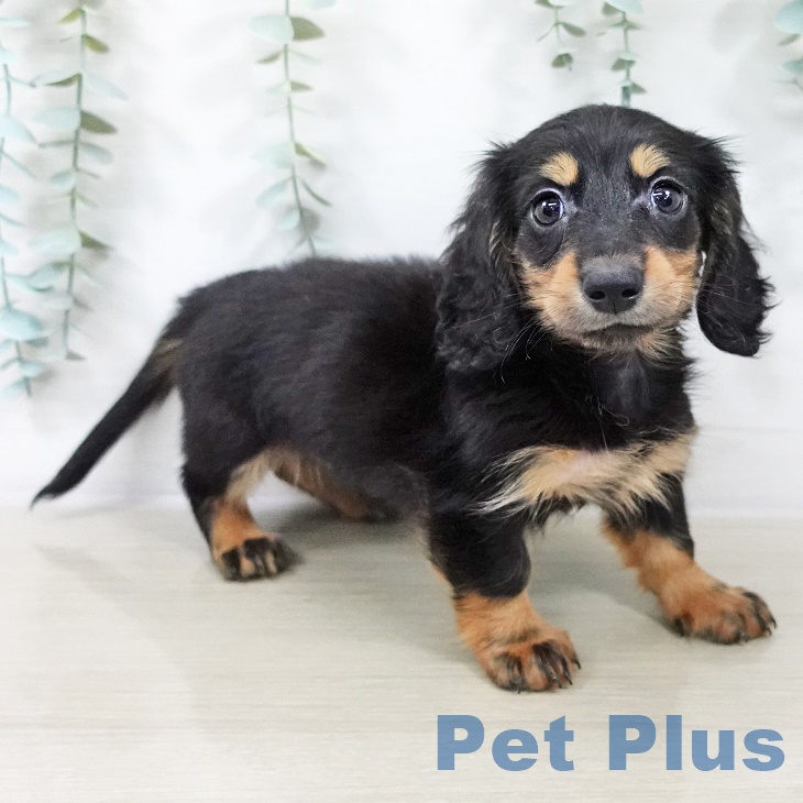 カニーンヘン・ダックスフンド