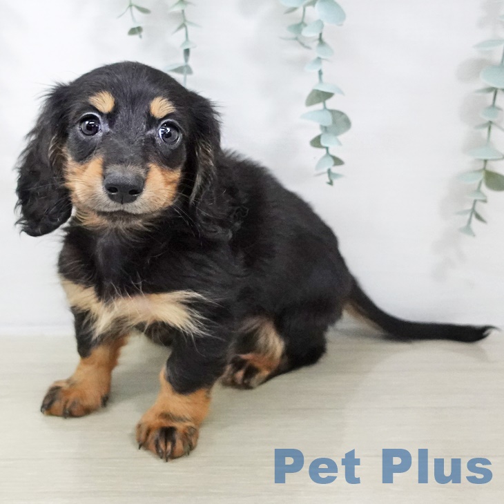 カニーンヘン・ダックスフンドの写真2