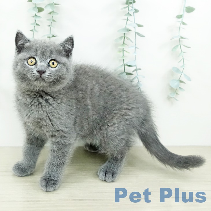 ブリティッシュショートヘア