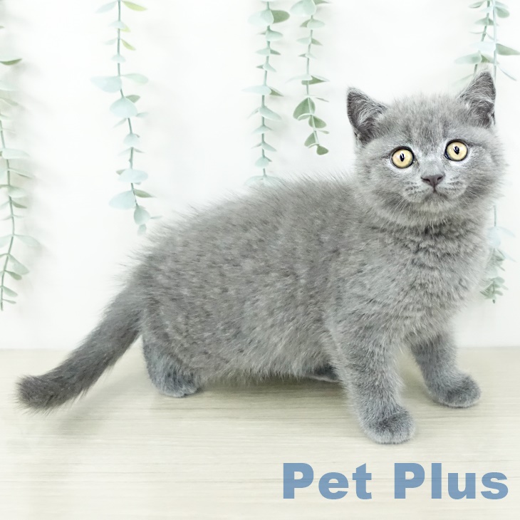 ブリティッシュショートヘア