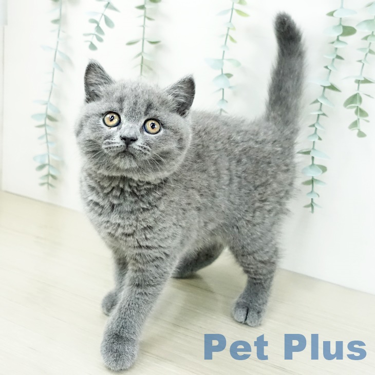 ブリティッシュショートヘア