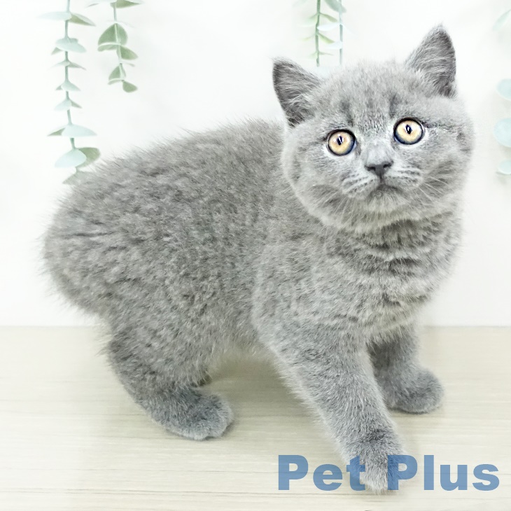 ブリティッシュショートヘアの写真2