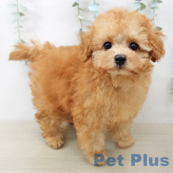 長野県のトイプードル(トイ) (ペットプラス 松本店/2025年8月28日生まれ/男の子/アプリコット)の子犬の1枚目の画像