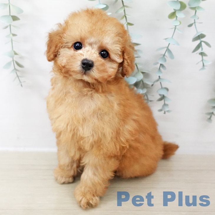 長野県のトイプードル(トイ) (ペットプラス 松本店/2025年8月28日生まれ/男の子/アプリコット)の子犬の2枚目の画像