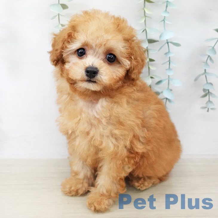 茨城県のトイプードル(トイ) (ペットプラス つくば店/2025年8月28日生まれ/男の子/アプリコット)の子犬の1枚目の画像