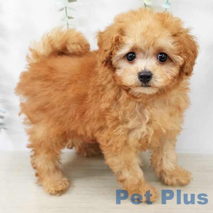 茨城県のトイプードル(トイ) (ペットプラス つくば店/2025年8月28日生まれ/男の子/アプリコット)の子犬の2枚目の画像