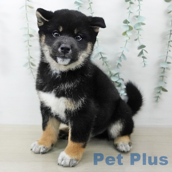 埼玉県の柴犬(標準サイズ) (ペットプラス ららぽーと新三郷店/2025年9月3日生まれ/男の子/黒)の子犬の1枚目の画像