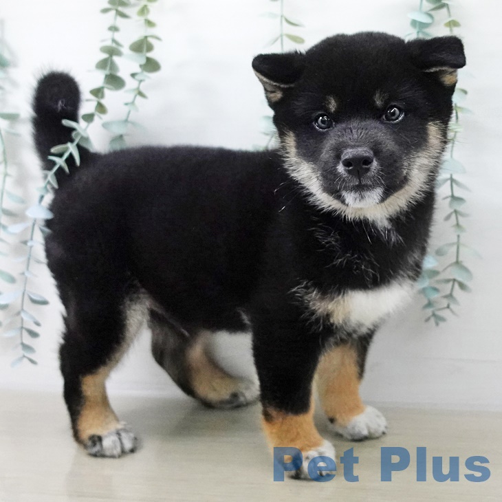 埼玉県の柴犬(標準サイズ) (ペットプラス ららぽーと新三郷店/2025年9月3日生まれ/男の子/黒)の子犬の2枚目の画像