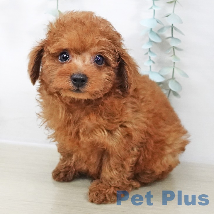 トイ・プードル