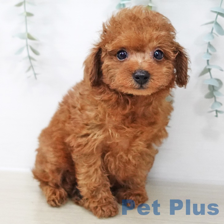 神奈川県のトイプードル(トイ) (ペットプラス 湘南平塚店/2025年9月3日生まれ/男の子/レッド)の子犬の2枚目の画像