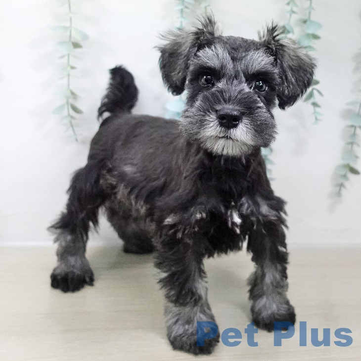 ミニチュア・シュナウザー