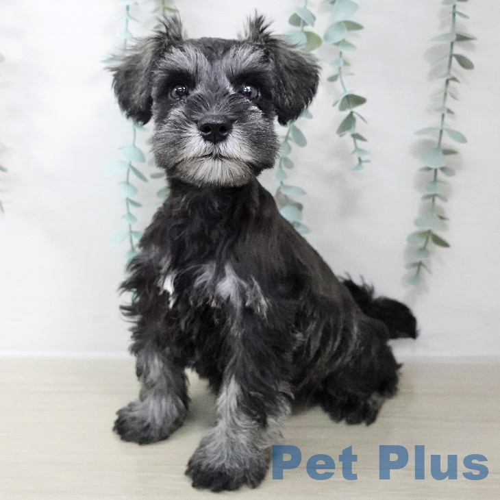 ミニチュア・シュナウザーの写真2