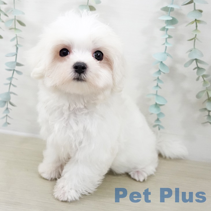 茨城県のマルチーズ (ペットプラス つくば店/2025年8月28日生まれ/女の子/ホワイト)の子犬の1枚目の画像