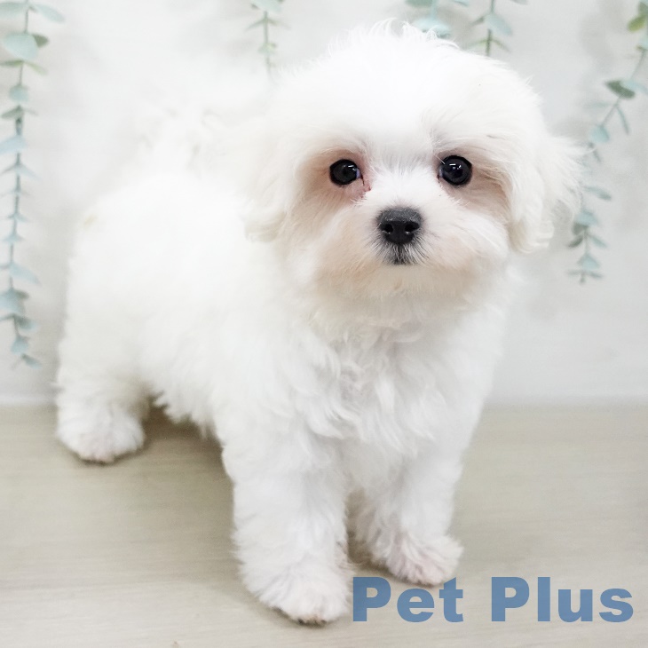 茨城県のマルチーズ (ペットプラス つくば店/2025年8月28日生まれ/女の子/ホワイト)の子犬の2枚目の画像