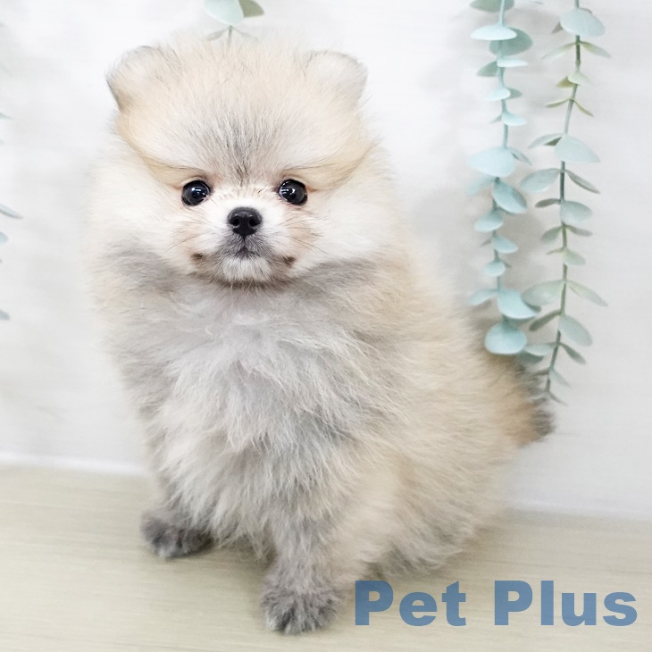 東京都のポメラニアン (ペットプラス むさし村山店/2025年9月2日生まれ/男の子/クリームセーブル)の子犬の1枚目の画像