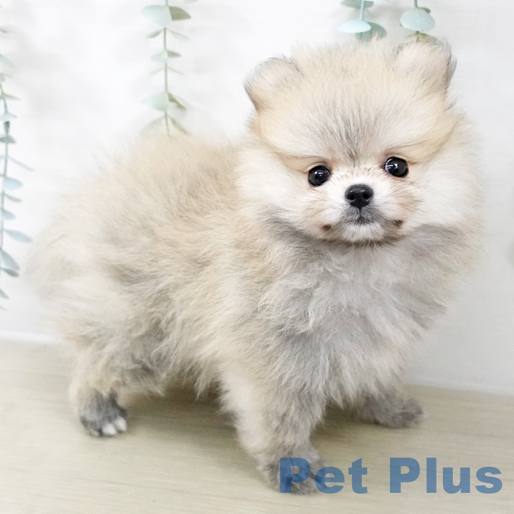 東京都のポメラニアン (ペットプラス むさし村山店/2025年9月2日生まれ/男の子/クリームセーブル)の子犬の2枚目の画像