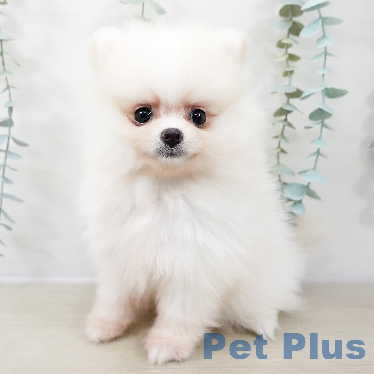 長野県のポメラニアン (ペットプラス 松本店/2025年9月2日生まれ/女の子/クリーム)の子犬の1枚目の画像
