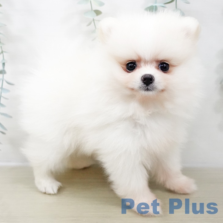 長野県のポメラニアン (ペットプラス 松本店/2025年9月2日生まれ/女の子/クリーム)の子犬の2枚目の画像