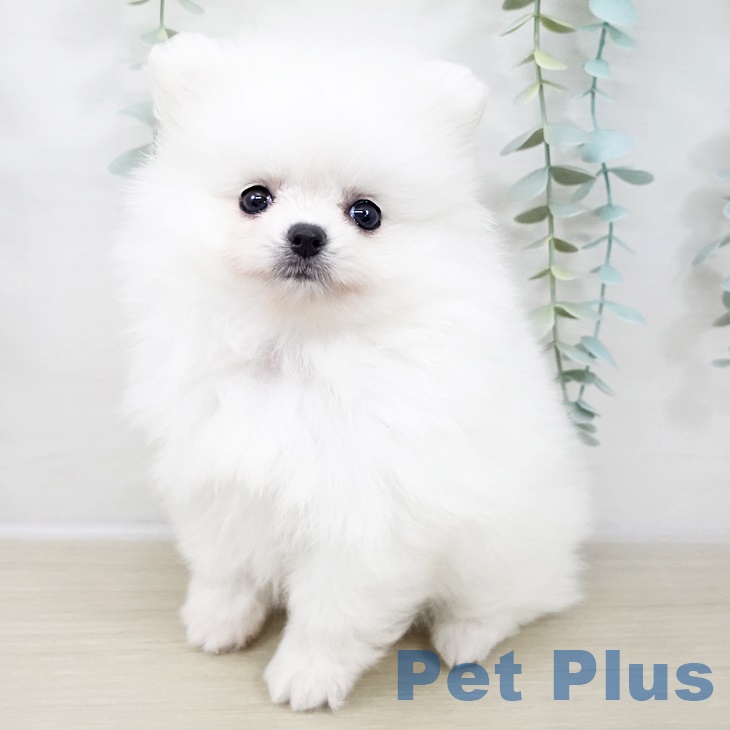千葉県のポメラニアン (ペットプラス 幕張新都心店/2025年9月3日生まれ/男の子/ホワイト)の子犬の1枚目の画像