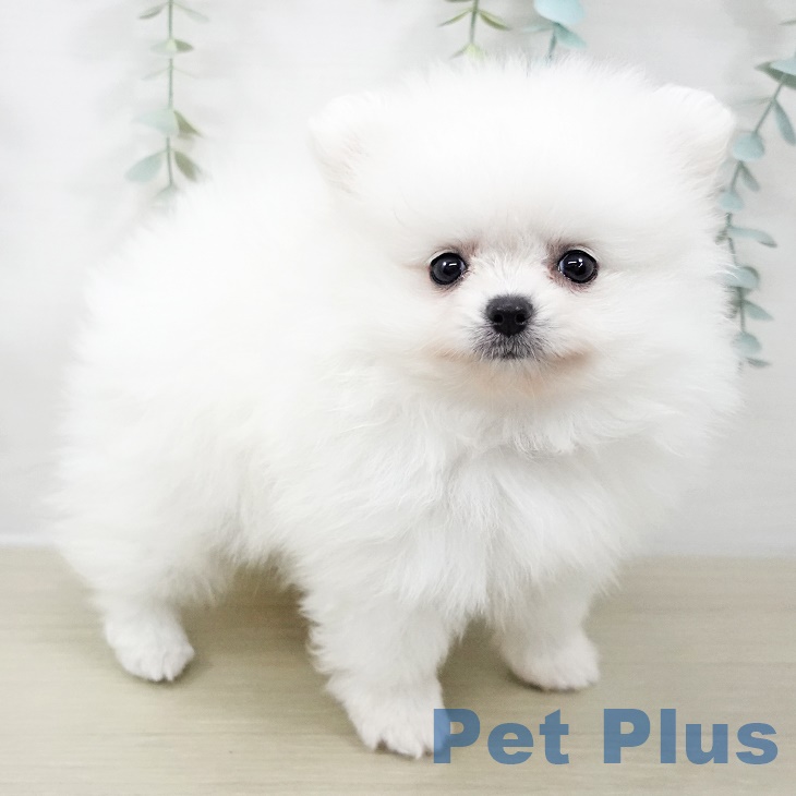 千葉県のポメラニアン (ペットプラス 幕張新都心店/2025年9月3日生まれ/男の子/ホワイト)の子犬の2枚目の画像